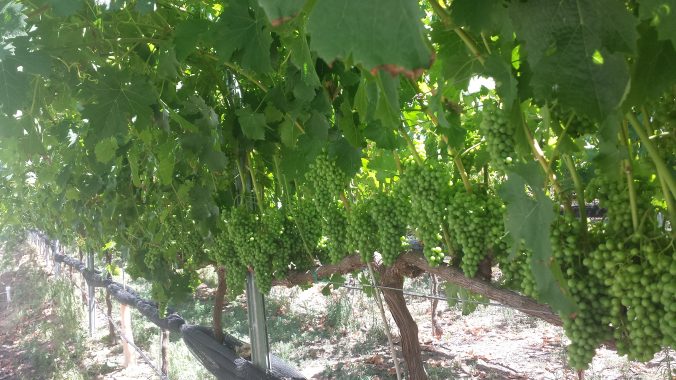 vine with green bunches